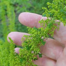 Image result for Dysphania schraderiana