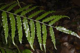 Image result for Lomariopsis warneckei