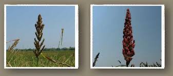 Image result for Millettia psilopetala