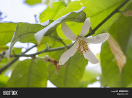 It means something that has flowers in spanish. Blooming Lemon Tree Image Photo Free Trial Bigstock