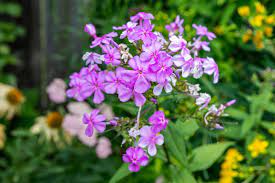 Tall garden phlox are typically purchased as potted plants from nurseries, garden centers, or local farmers' markets. Garden Phlox Tall Phlox Care And Growing Guide