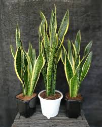 Lidah mertua atau snake plant merupakan tanaman penyerap racun dengan bentuk khas dan mudah dikenali. 4 Tanaman Hias Pembersih Udara Dalam Rumah Merahputih