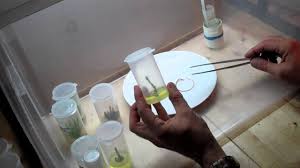 Check spelling or type a new query. Diy Tissue Culture Why You Should Be Trying It Plant Cell Technology Fight Contamination With Ppm Plant Tissue Orchid Propagation Plant Experiments