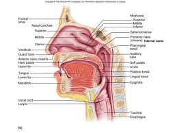 Drag the labels onto the diagram to identify the body planes and sections. The Respiratory System Ppt Download