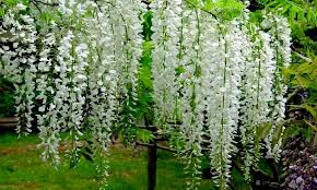 How to grow wisteria from seed. M Tech Gardens Rare Tropical Ornamental White Wisteria Flowering Tree 10 Seeds Pack Amazon In Garden Outdoors
