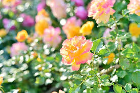 Everything you want to know about types of flowers, flower pictures, rose color meanings, gardening tips. In The Early Summer Rose Roses Rose Garden Plant Flowers Pink Flower Garden Green Early Summer Flowers Pxfuel
