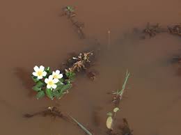 Image result for Ludwigia adscendens