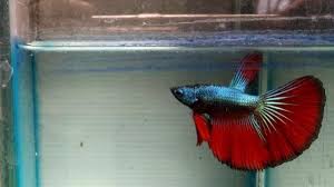 Ikan cupang sendiri, menurut wikipedia, adalah ikan air tawar yang berhabitat di asia tenggara, di seputaran malaysia, thailand, vietnam, kamboja, dan indonesia. Bisnis Ikan Cupang Di Tengah Pandemi Penjualan Naik 100 Persen Kumparan Com