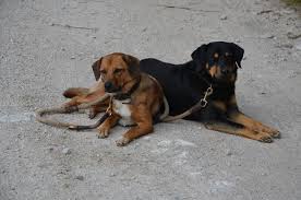 Ursprünglich fand er seinen einsatz als hofhund. Osterreichischer Kurzhaarpinscher Arche Austria Verein Zur Erhaltung Seltener Nutztierrassen