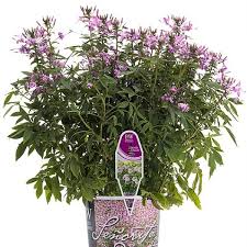 Image result for Cleome elegantissima