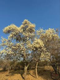 Image result for Vepris rogersii