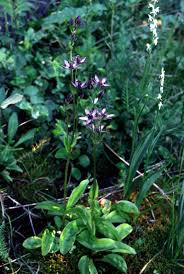 Image result for Swertia eminii