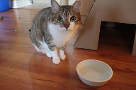 So, can cats eat coconut? Can Cats Kittens Have Soy Milk What Happens If They Do