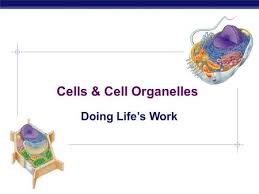 What number of cells do eukaryotic cells have? Cells Cell Organelles Ppt Video Online Download
