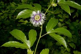 Image result for Basananthe pedata