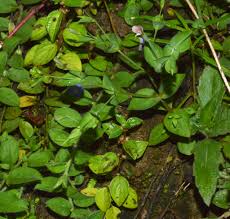 Image result for Canscora alata