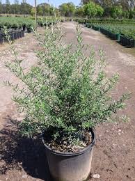 Westringia 'wynyabbie gem' is a hybrid between w. Westringia Fruticosa Wynyabbie Gem Andreasens Green Wholesale Nurseries