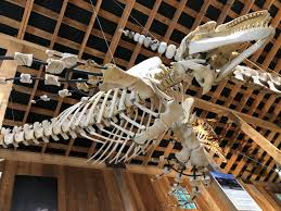 For all protected and endangered species, i create replicas. How Two Biologists Put A Killer Whale Back Together Bone By Bone Mental Floss