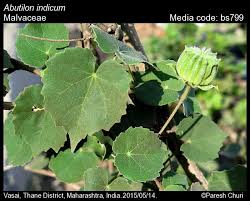 Image result for Abutilon indicum