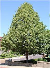 Pin By Michele Snow On All Things Deutsch Shade Trees Street Trees Beautiful Tree