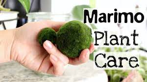 Marimo Moss Ball Plant Care Tips Tricks Marimo Plant Care Youtube Marimo Moss Ball Marimo Moss Moss Balls