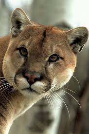 All Kind Of Babies Human And Animals Groups Board Owners Are Peter K And Debora Panosundaki Pin