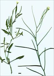 Image result for Sisymbrium orientale