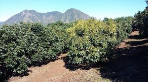 Resultado de imagen de aguacate de sinaloa