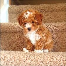 Black And White Toy Poodle Puppies Toy Poodle Just Like My Little Dixie Only She Is Black And White These Two Color Toy Poodles Are Called Party Poodles Pets Poodle Puppy Puppies