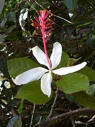 Image result for Hibiscus rhabdotospermus