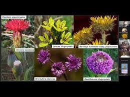 Image result for Pleiotaxis