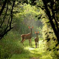 Wisconsin Dells Wi Vacation Packages Vacation To Wisconsin Dells Wi Tripmasters