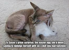 Sweeter than a chocolate easter bunny, these easter memes will make you laugh and think. Lolcats Easter Lol At Funny Cat Memes Funny Cat Pictures With Words On Them Lol Cat Memes Funny Cats Funny Cat Pictures With Words On