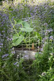 Kurbis Im Garten Anbauen Pflanzen Pflegen Ernten Und Lagern Garten Pflanzen Pflanzen Garten Anlegen