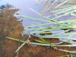 Image result for Glyceria fluitans