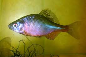 Bitterling Rhodeus Amarus Fairly Easy To Keep Zoetwatervissen