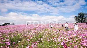 People Visiting Cosmos Field In Anseong Farmland South Korea Stock Footage Ad Field Anseong Cosmos People Cosmos Field Anseong