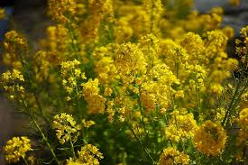 Mustard flower field ultra hd desktop background wallpaper. Hd Wallpaper Blossom Plant Flower Apiaceae Pollen Mustard Food Bee Wallpaper Flare