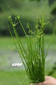 Image result for Cyperus tenuispica