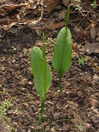 Image result for Ophioglossum vulgatum