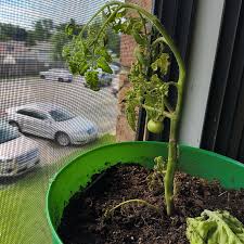 Image result for Solanum lichtensteinii