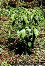 Image result for Tabernanthe elliptica