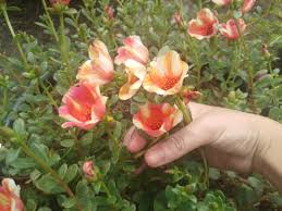 Antaranya pokok ros jepun atau nama saintifiknya portulaca grandiflora. Pokok Bunga Ros Jepun Home Furniture Gardening On Carousell