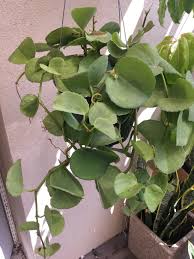 Image result for Cissus rotundifolia