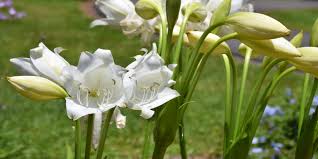 Image result for Crinum aurantiacum