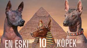 dunyada kurtlara benzeyen en buyuk 10 kopek cinsi siyah alfa gri boz kurt kopek wolf kurt youtube