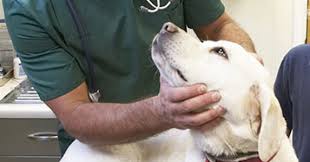 Comment Detecter Les Symptomes D Un Chien Malade Purina