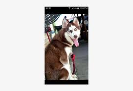 You will find pug dogs for adoption and puppies for sale under the listings here. Quality Siberian Husky Puppies For Sale Siberian Husky Free Transparent Png Download Pngkey