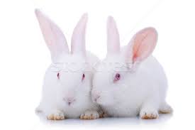 Cei care nasc pui acoperiți cu blană și cu ochii deschiși (reprezentant tipic este iepurele de câmp (lepus europaeus). Iepuri Fotografii De Stoc Imagini De Stoc Si Poze Pagina 9 Stockfresh