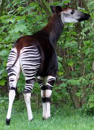 Okapi Added To Iucn S Endangered Species List Rare Animals Endangered Animals Animals Beautiful